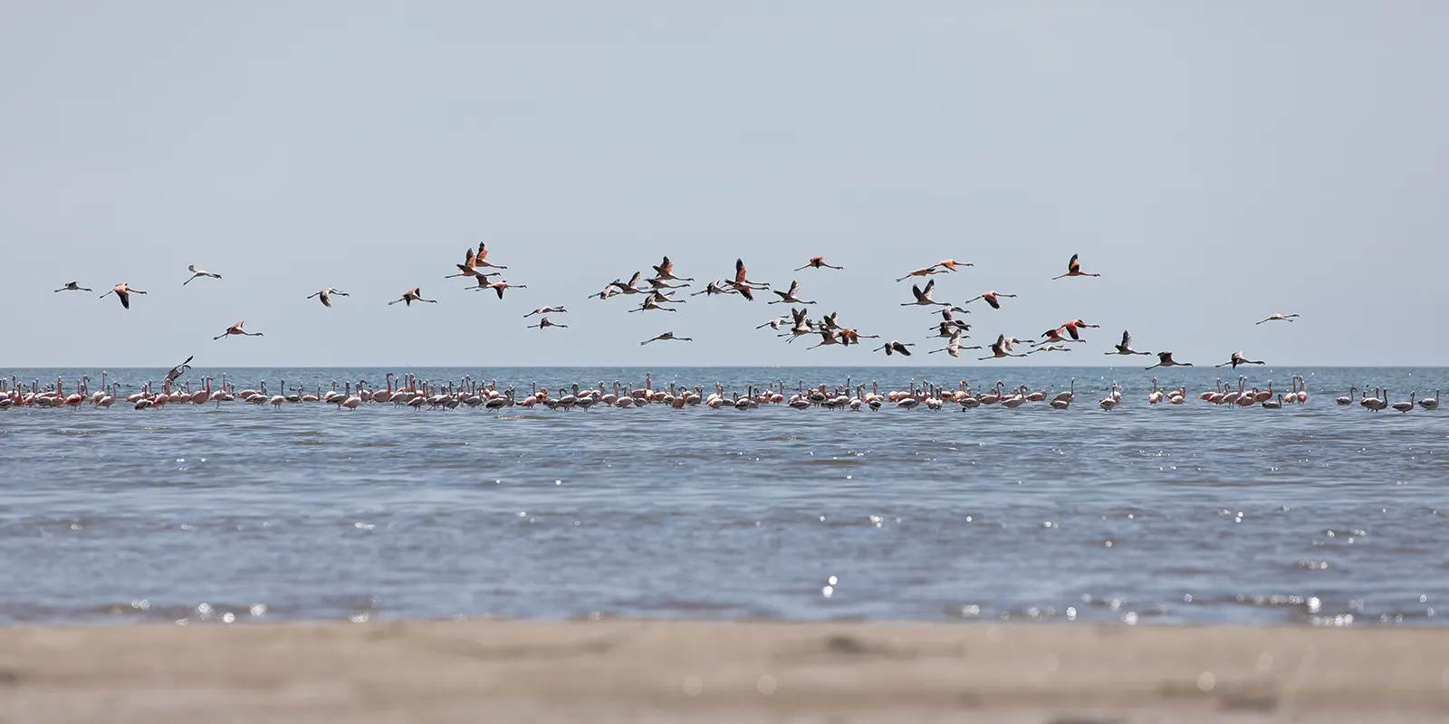 Mediante sobrevuelos realizan el censo de flamencos en Laguna de Mar Chiquita